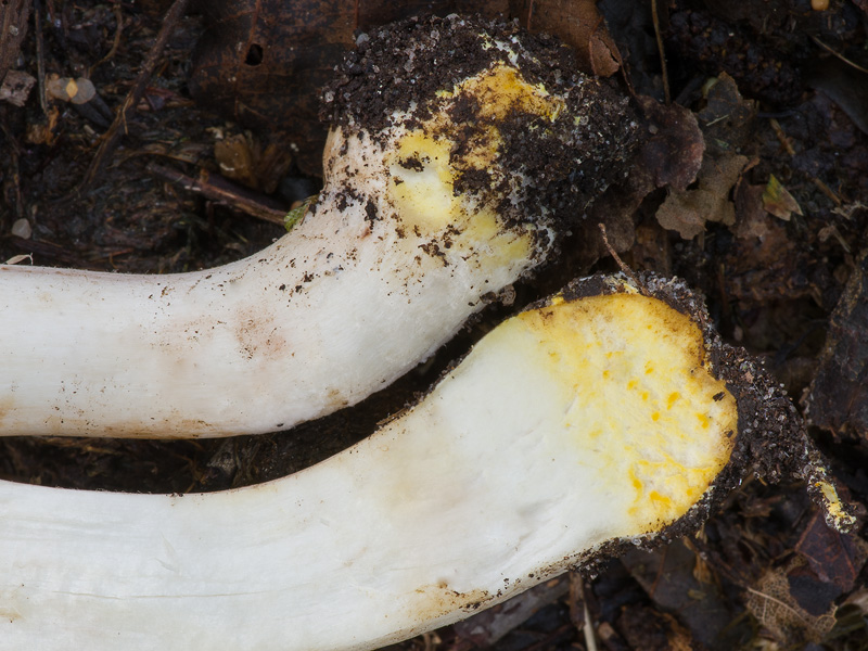 Agaricus xanthodermus